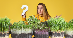 How Much Microgreens to Eat per Day and Why You Should